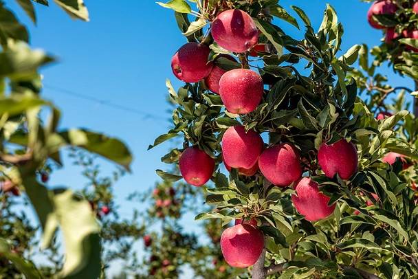 Las frutas ideales que te ayudarán a bajar de peso